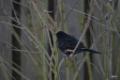 vogels in onze achtertuin